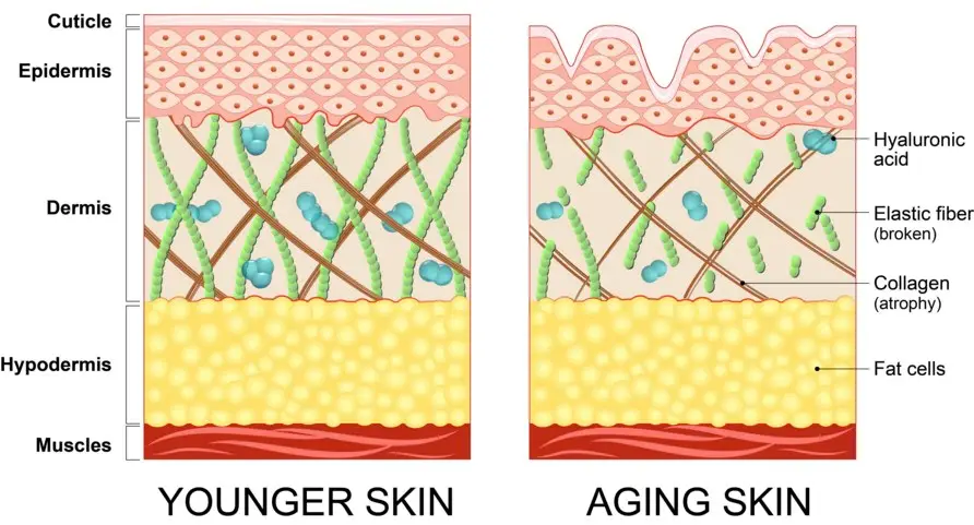 YoungAndAgingSkin